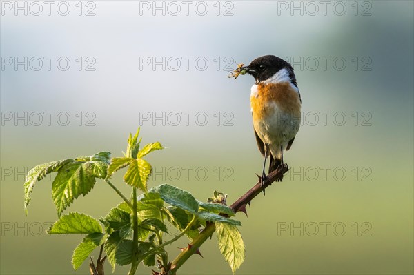 Stonechat