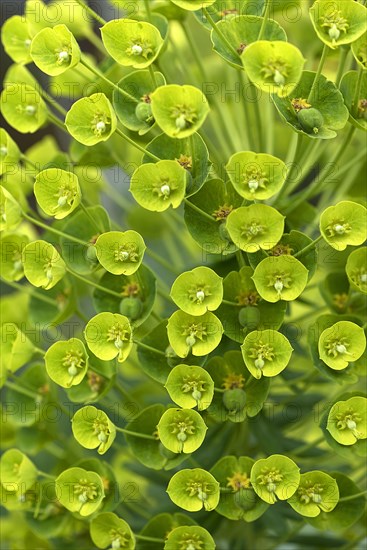 Mediterranean euphorbia characias