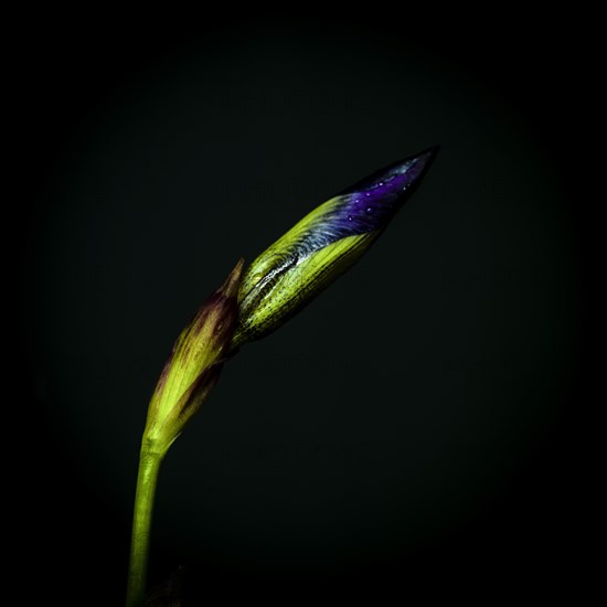 Head of purple iris on a black background