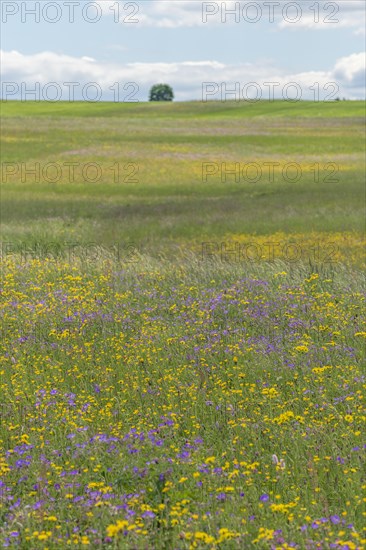 Nature reserve of Rotenbach meadows in High Black Forest. Friedenweiler