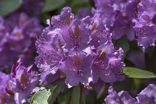 Flower of an rhododendrons