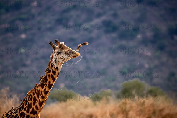 Masai giraffe