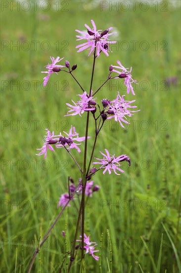 Cuckoo's campion