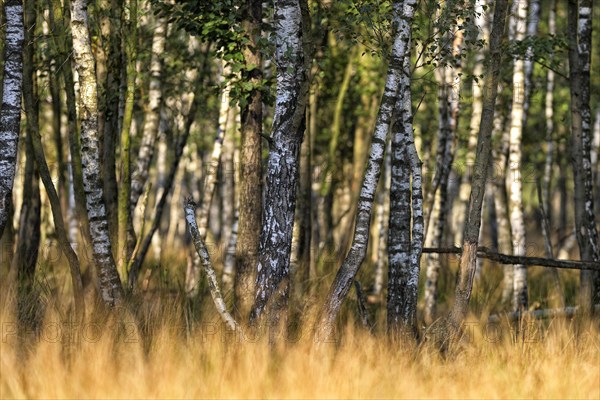 Warty birch