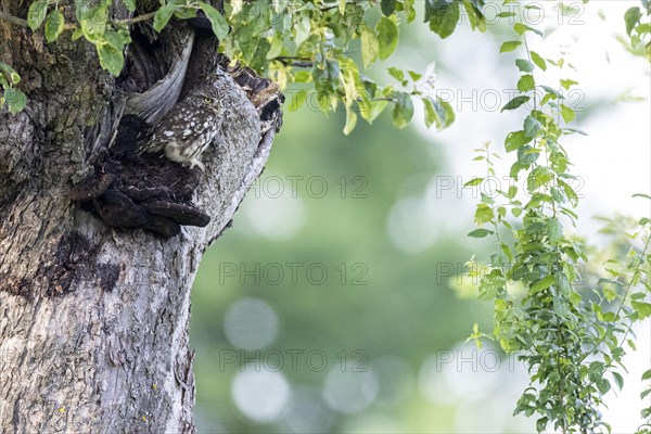 Little owl