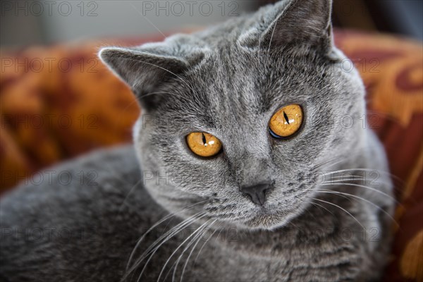 Grey Carthusian cat with yellow eyes in its basket