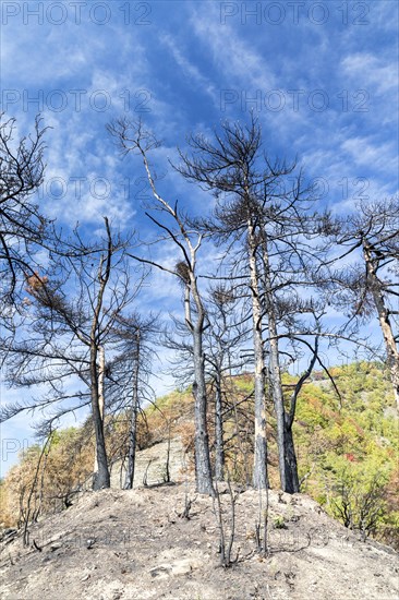 Burnt trees in the Ligurian Mountains near Triora