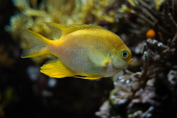 Golden damselfish