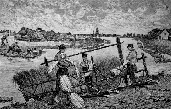 Harvesting flax and preparing it for drying