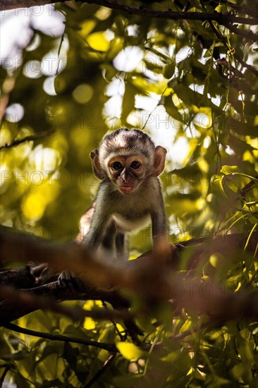 Vervet monkey