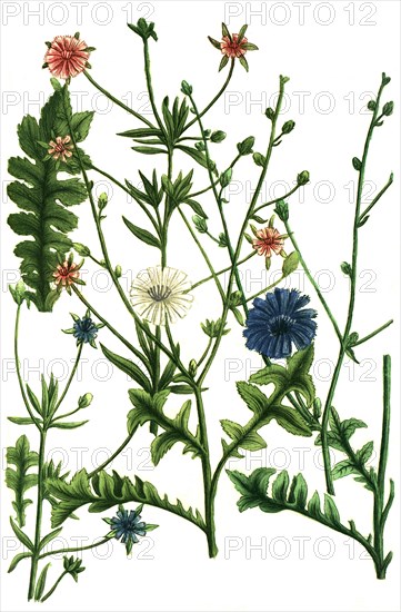 Common chicory