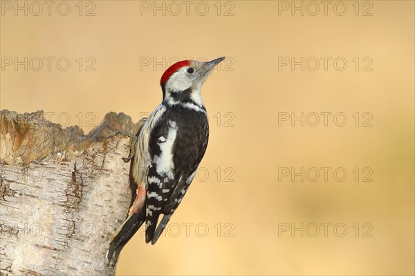 Middle spotted woodpecker