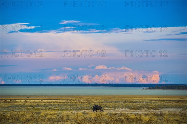 Landscape at the edge of the salt pan in the morning light