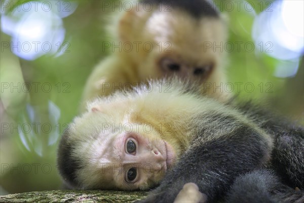 White-headed capuchin