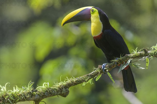 Black-mandibled toucan