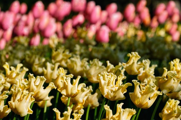 Blooming yellow tulips flowerbed in Keukenhof flower garden