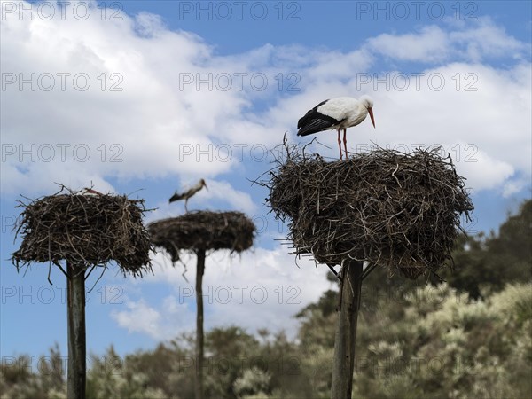 Weissstorch