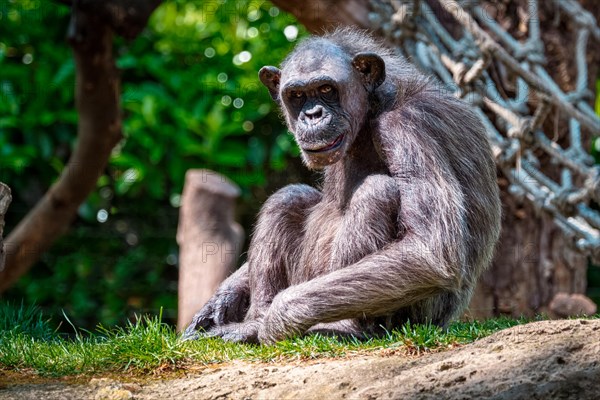 Portrait of a chimpanzee monkey ape from Africa in jungle tropical rainforest