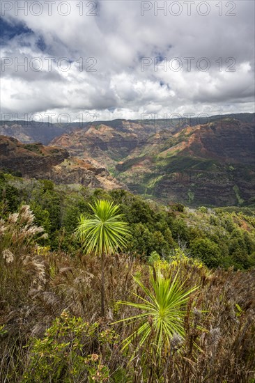 Waimea Canyon State Park