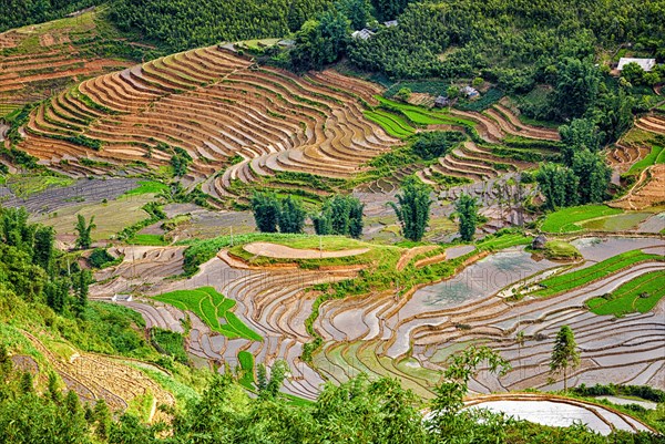 Rice field terraces