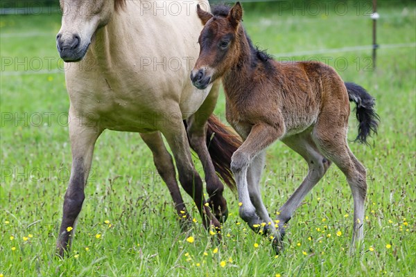 Young Icelandic horse