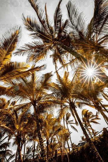 A view between palm trees into the sky and a sun star at the Indian Ocean