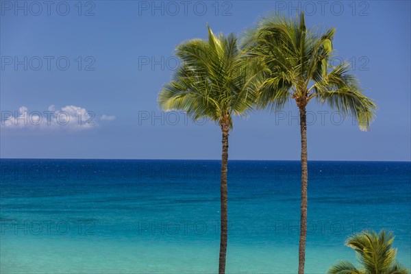 Palm trees in front of turquoise sea