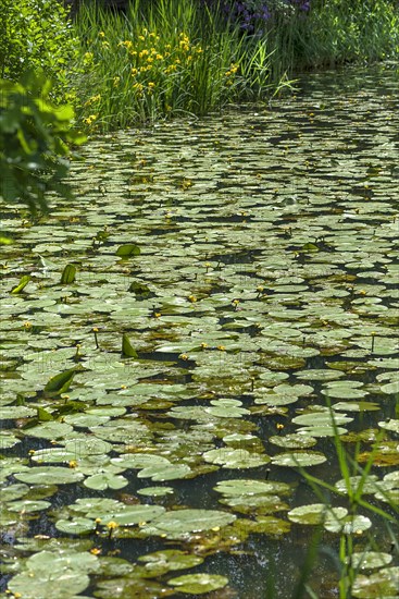 Flowering yellow water-lilies