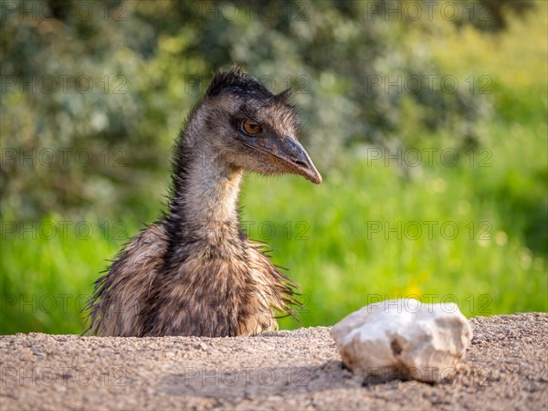 Grosser Emu