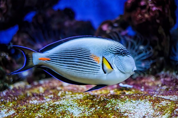 Colorful tropical fish Sohal Surgeonfish