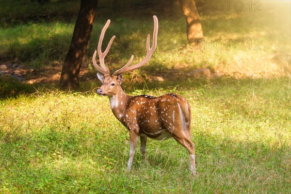 Beautiful male chital or spotted deer grazing in grass in Ranthambore National Park