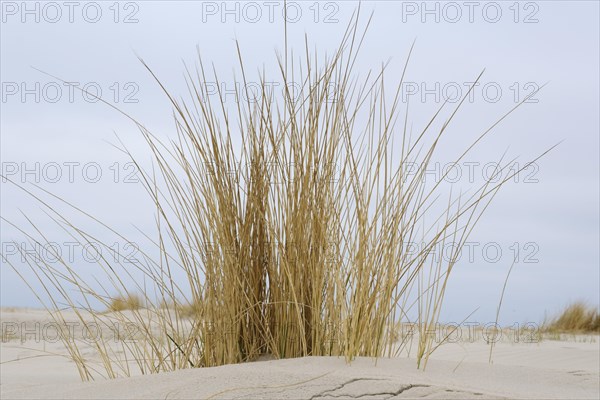 Strandhafer am Sandstrand