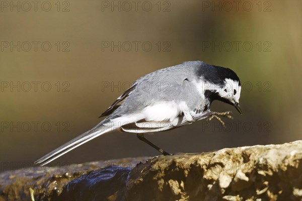 Pied Wagtail