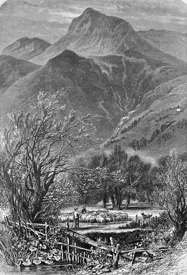 Flock of sheep in Great Langdale