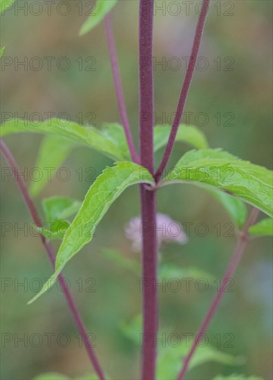 Hemp agrimony