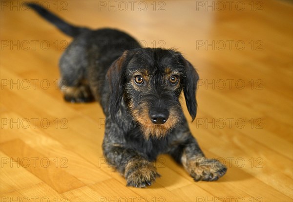 Rough-haired dachshund