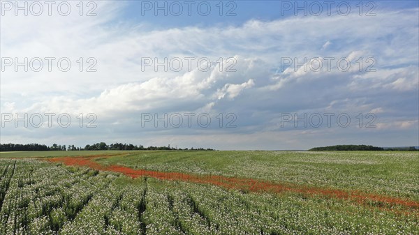 Field with Waldviertel grey poppy