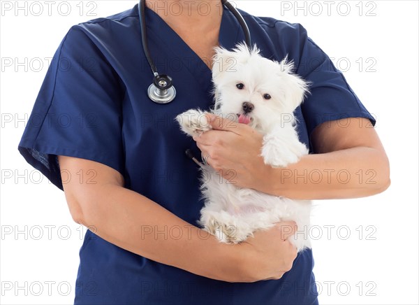 Female veterinarian with stethoscope holding young maltese puppy isolated on white