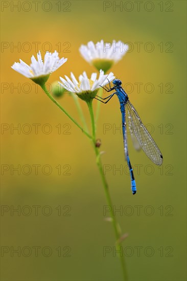 Horseshoe damselfly