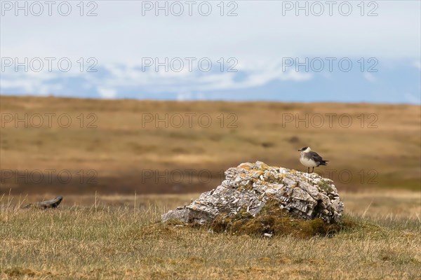 Arctic skua