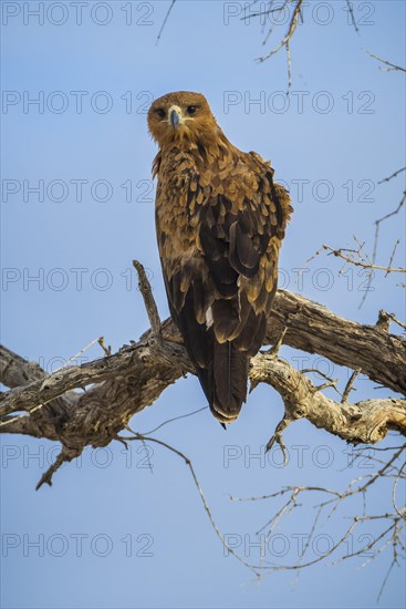 A tawny eagle