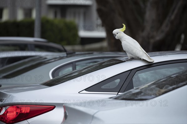 Sulphur-crested cockatoo