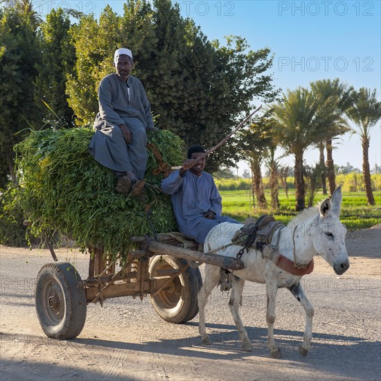 Egyptian farmers with donkey cart and harvested grasses