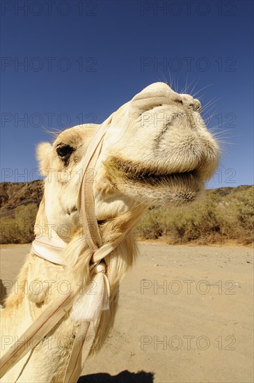 Close-up head of a dromedary