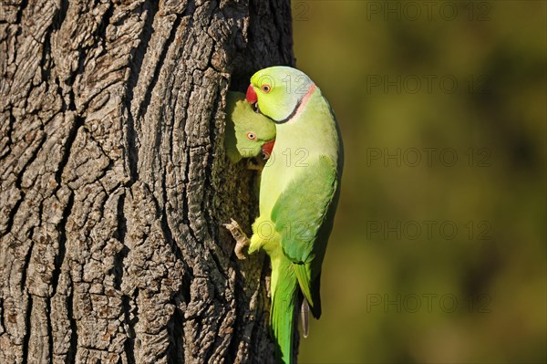 Two collared parakeets