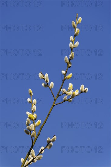 Goat willow