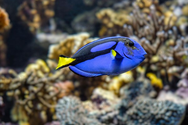 blue surgeonfish