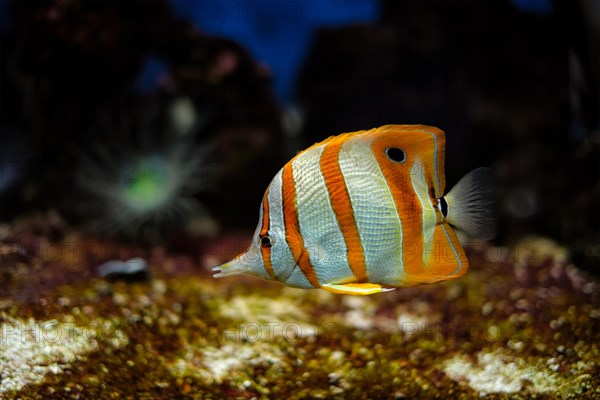 Copperband butterflyfish