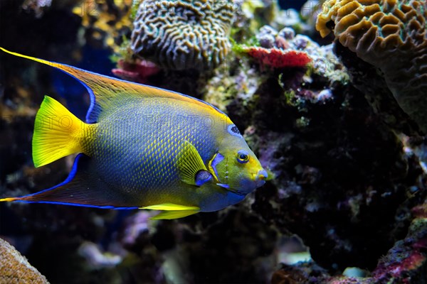 Queen angelfish