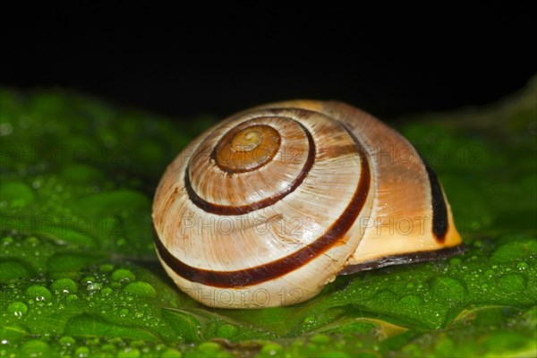 Das Gehaeuse einer Hain-Baenderschnecke